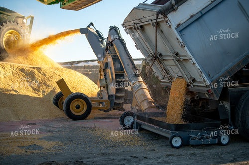 Grinding Corn 212085