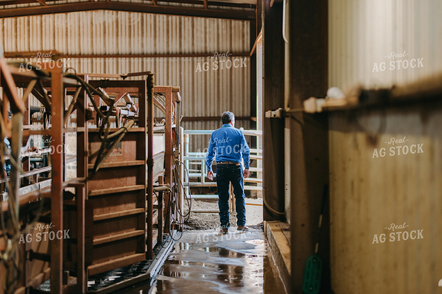 Rancher by Cattle Chute 301044