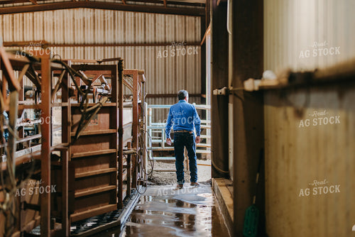Rancher by Cattle Chute 301044