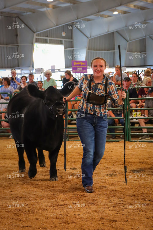 4H Kid Showing Heifer 52209
