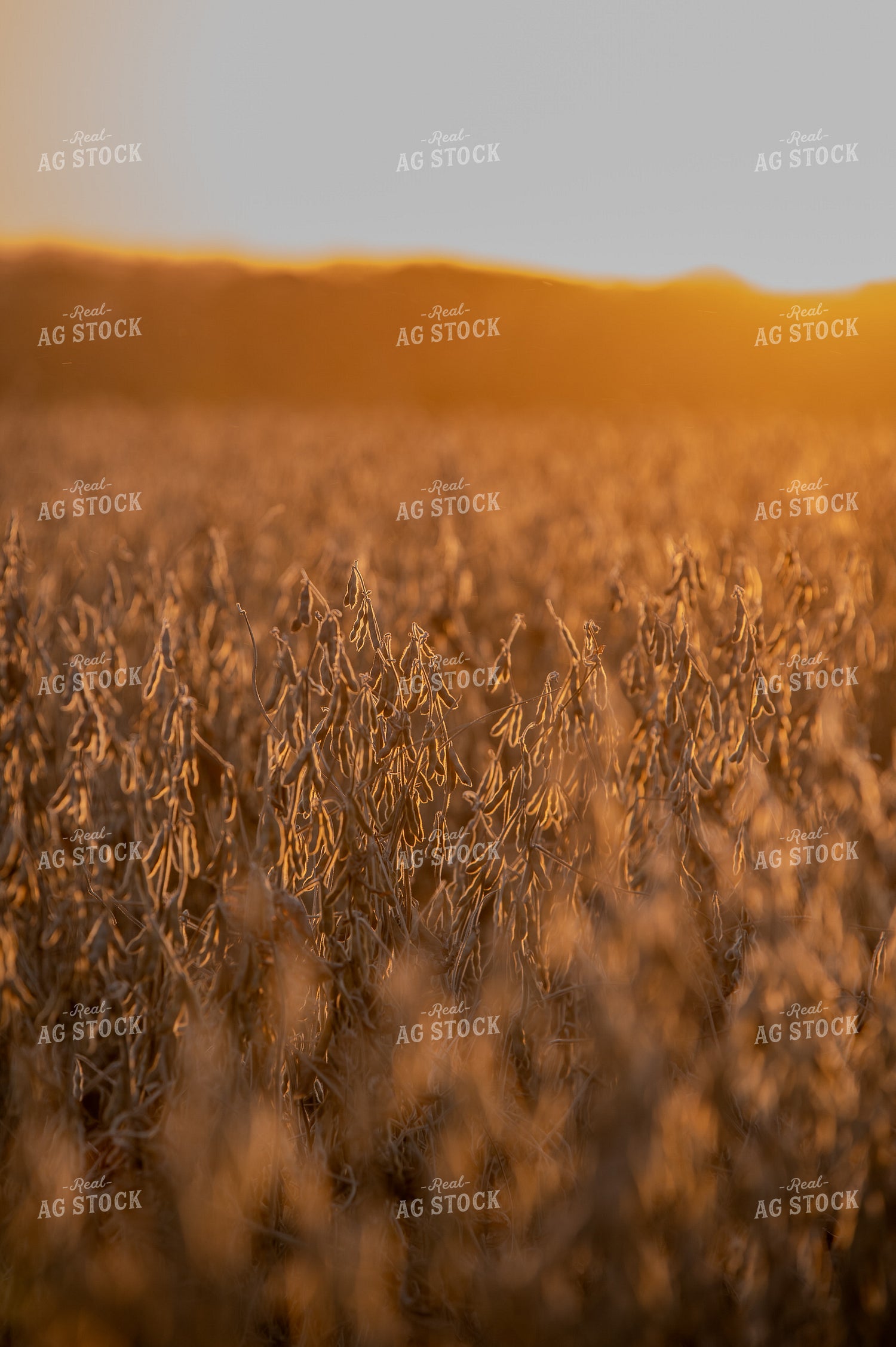 Dried Soybeans 236026