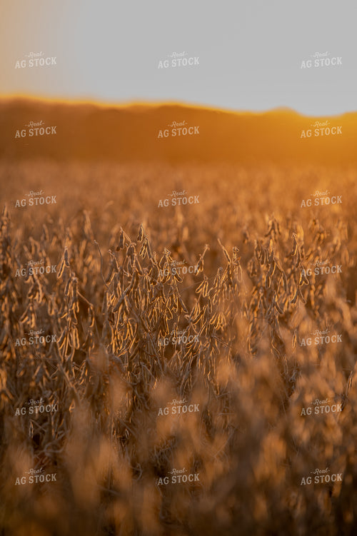 Dried Soybeans 236026