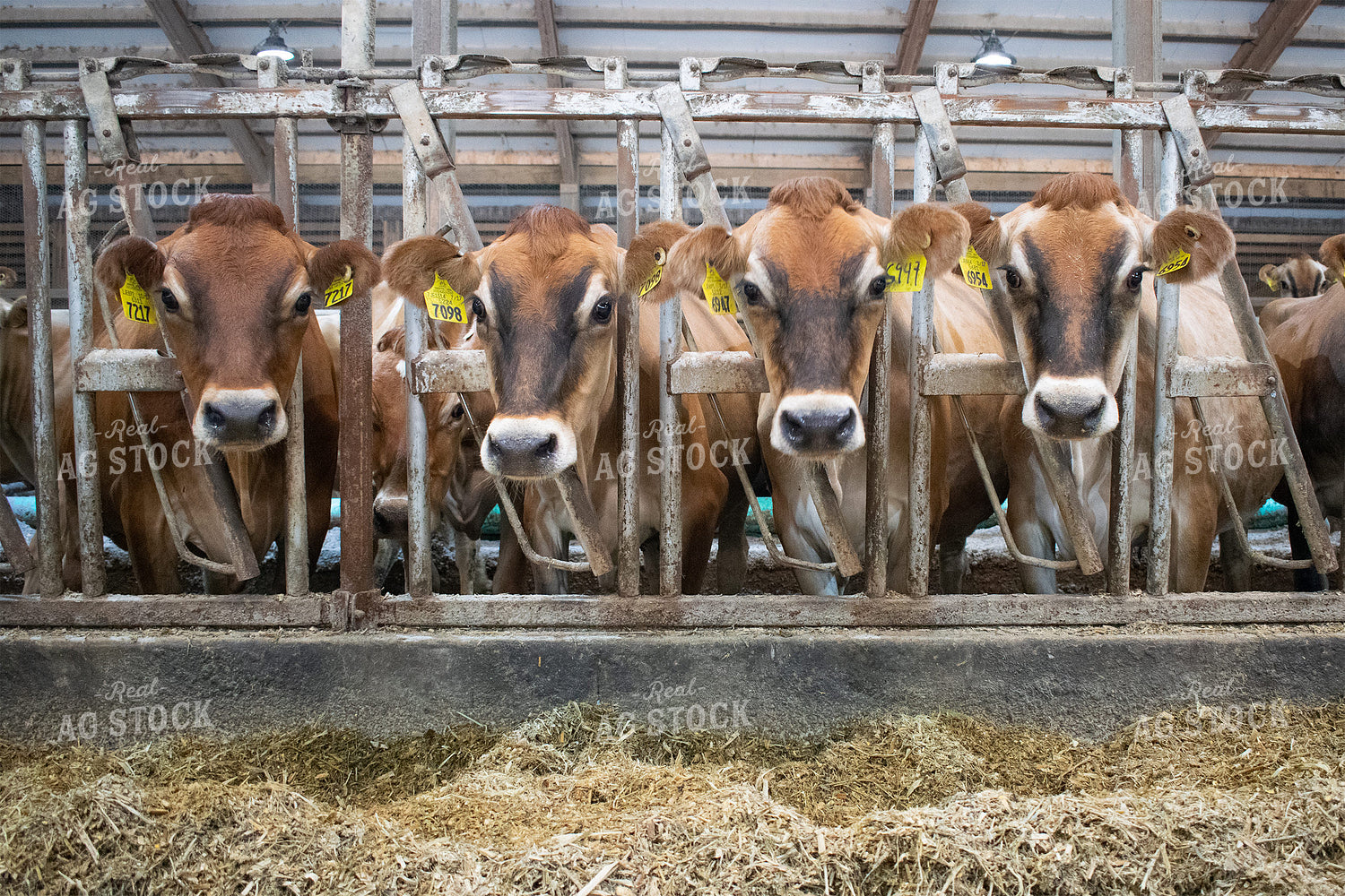 Dairy Cows in Head Gates with Feed 50025