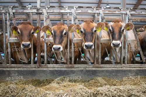 Dairy Cows in Head Gates with Feed 50025
