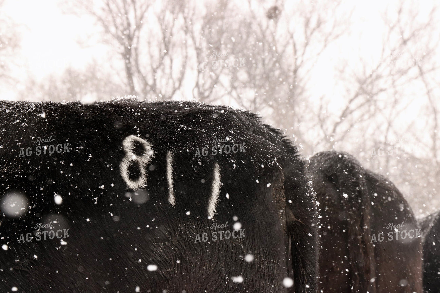 Snowy Cattle 299240