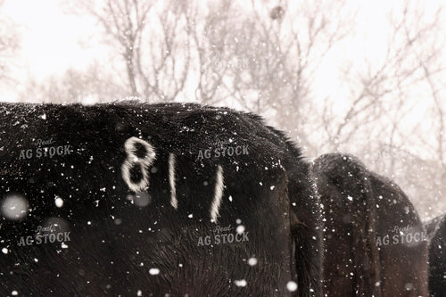 Snowy Cattle 299240