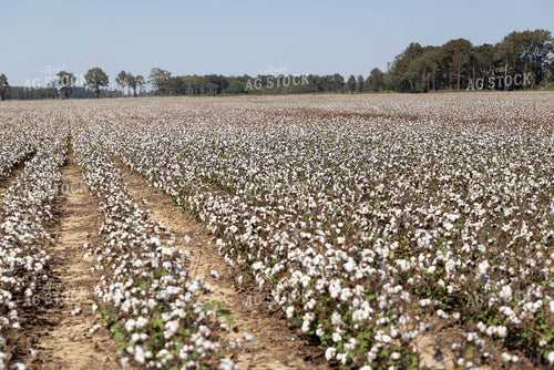 Cotton 79413