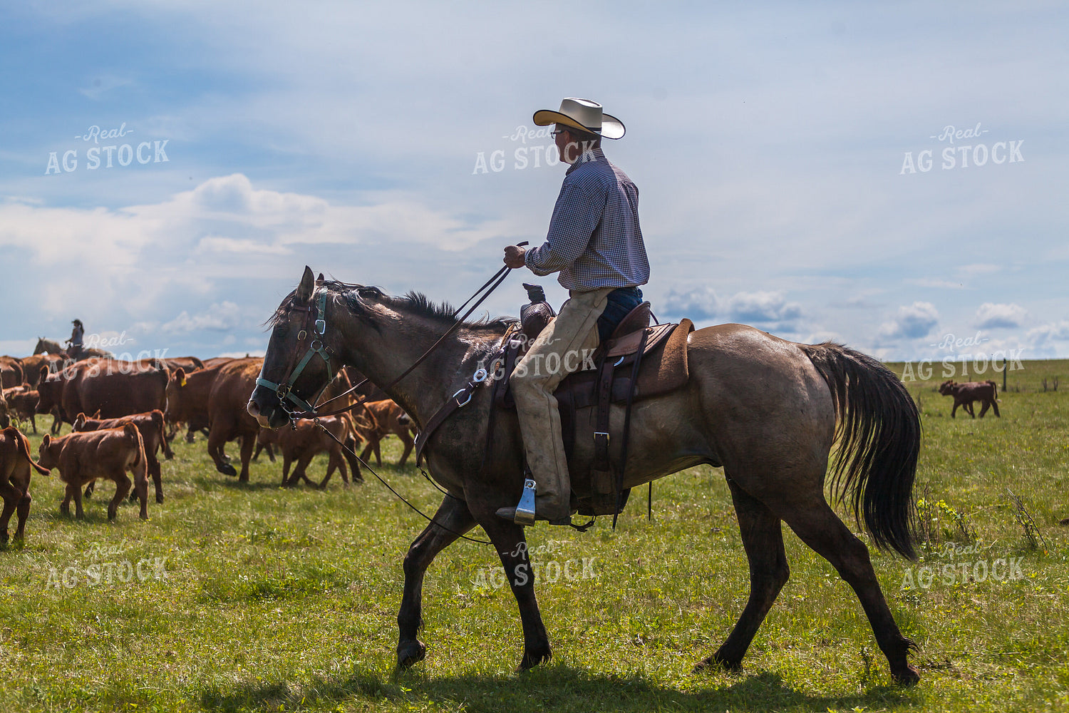 Ranchers Herding Red Angus Cattle on Horseback 138061