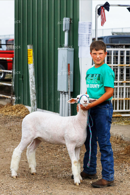 Sheep Show 141703