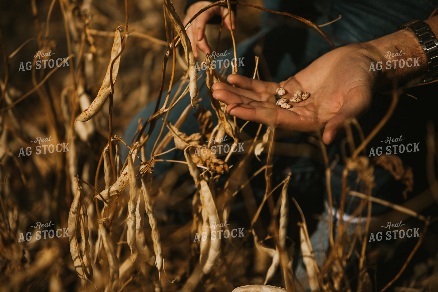 Shelled Pinto Beans 3295