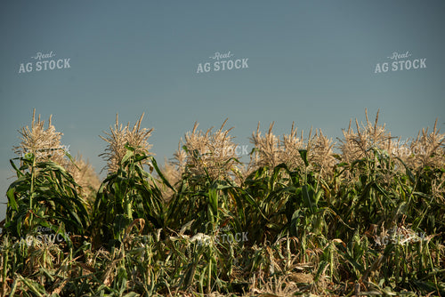 Cut Sweet Corn Field 76651