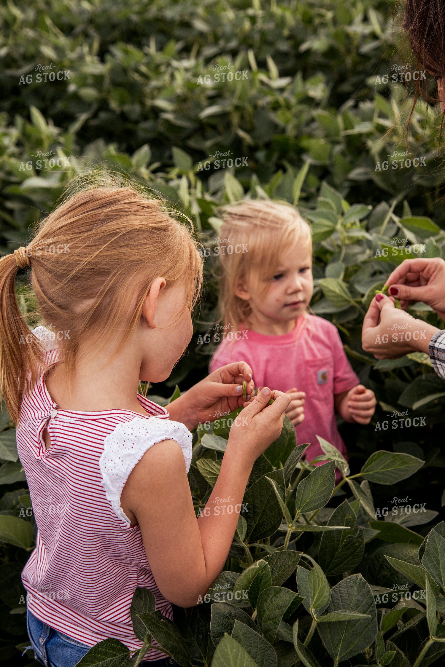 Farm Family Yield Checking Soybeans 67366
