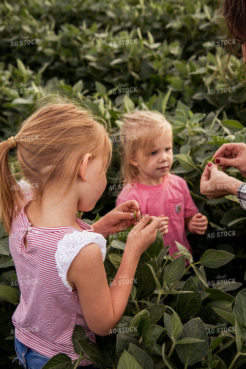 Farm Family Yield Checking Soybeans 67366