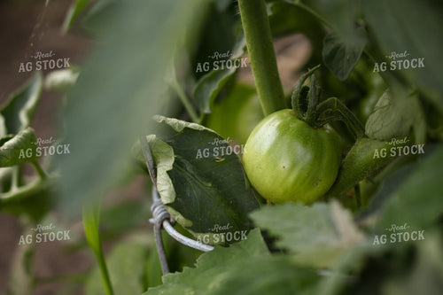 Tomato 191199