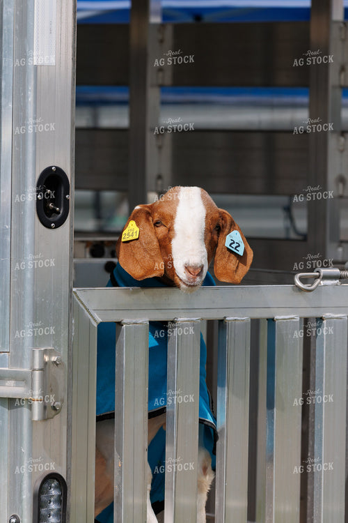 Clipping Show Sheep 52846