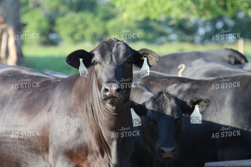 Angus Cattle in Pasture 119001