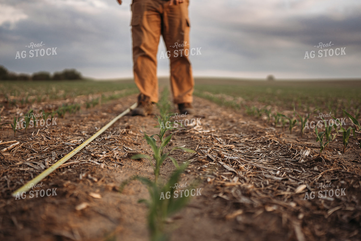 Agronomist Checking Early Corn Growth 196070
