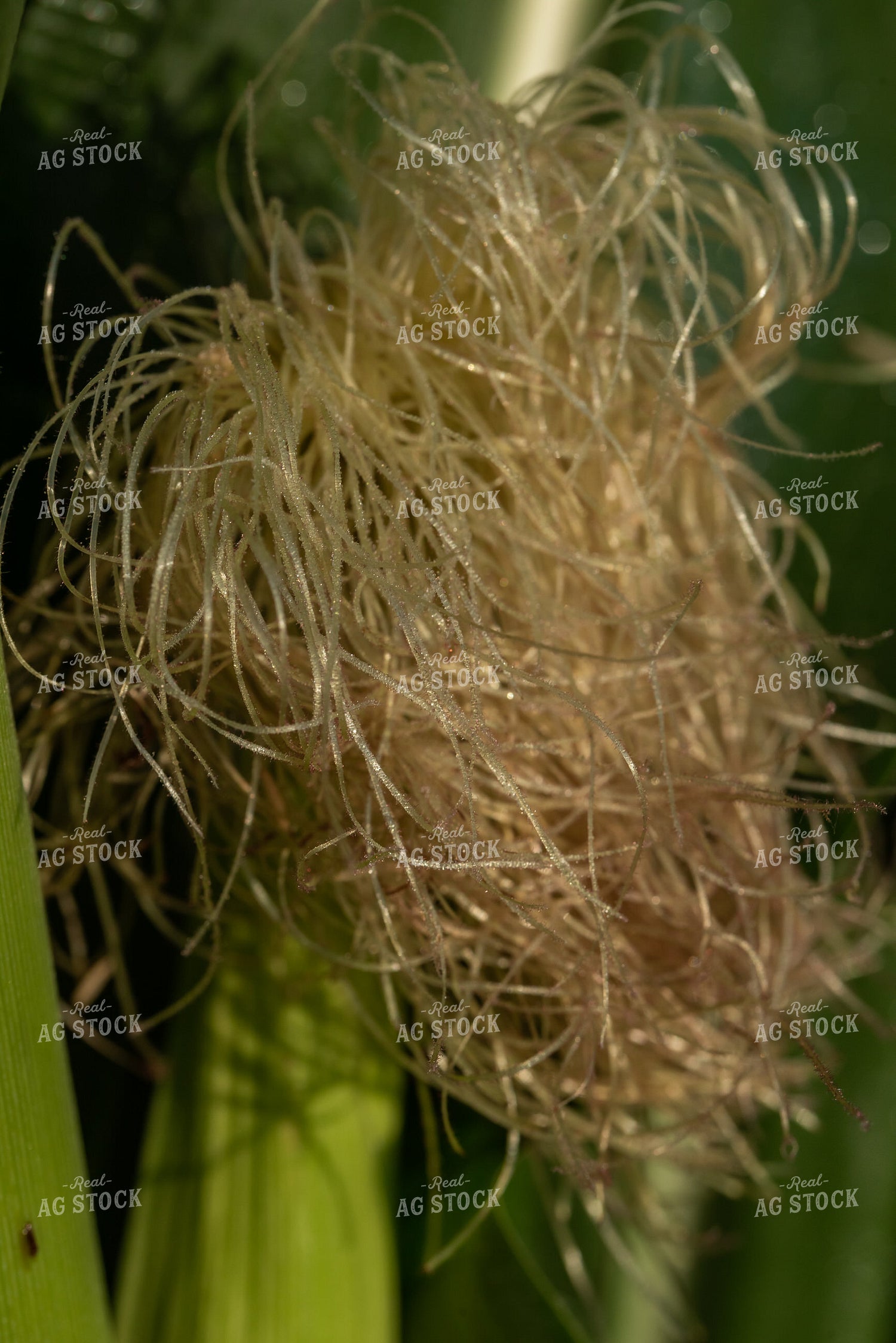 Corn Silks 76245