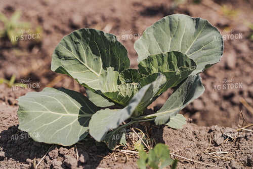 Cabbage Plant 91033
