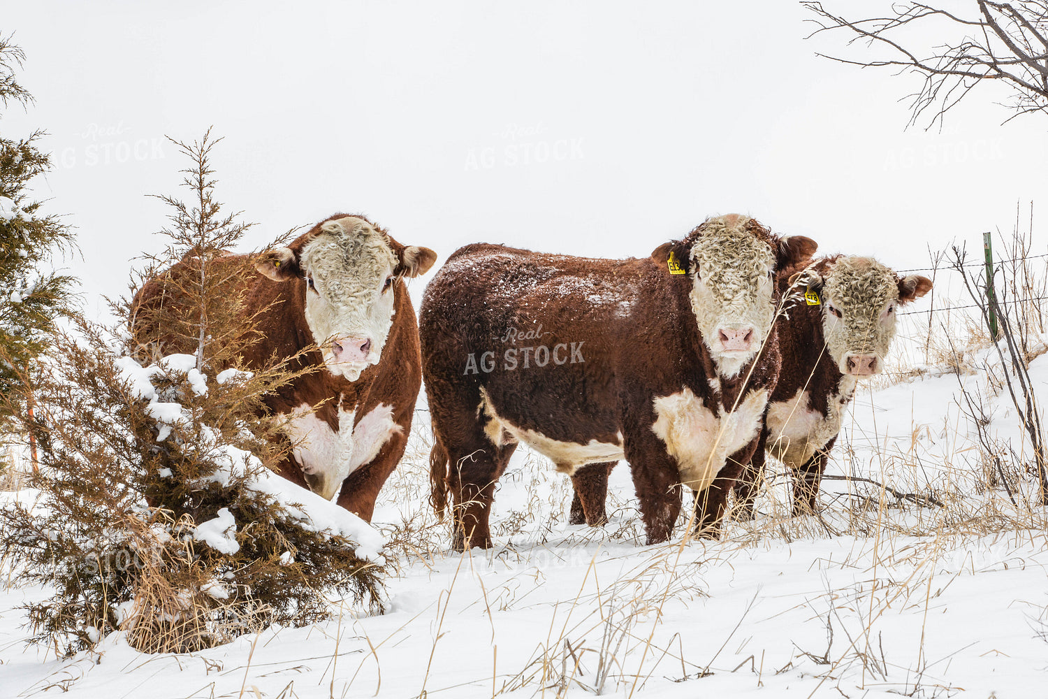 Hereford Cattle in Snow 81038