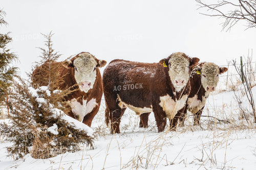Hereford Cattle in Snow 81038