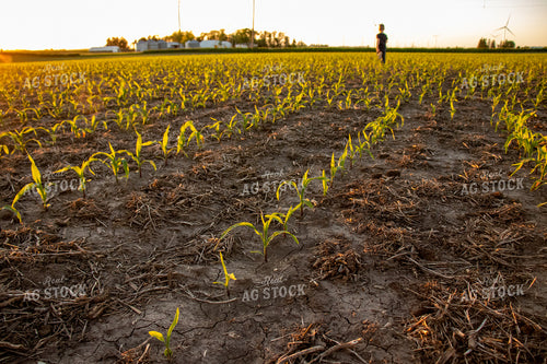 Little Boy in Corn Field 67112