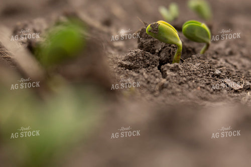 Soybeans - Early Growth 1380