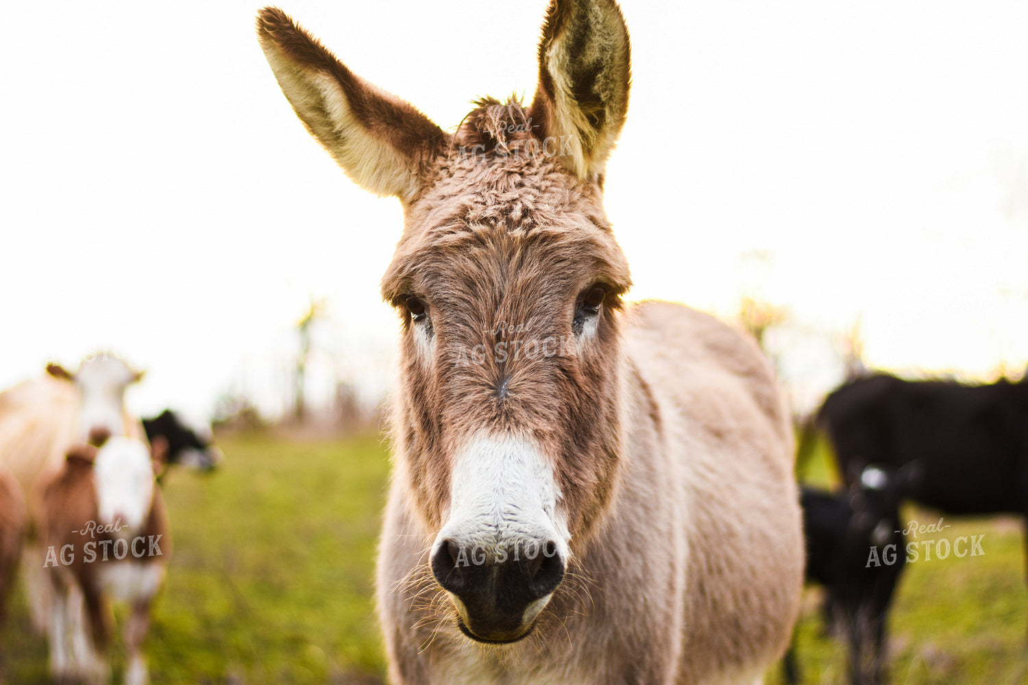 Donkey in Pasture with Cattle 62012