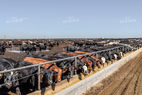 Diverse Cattle Eating From Feed Bunk in Feedlot Pen 56464