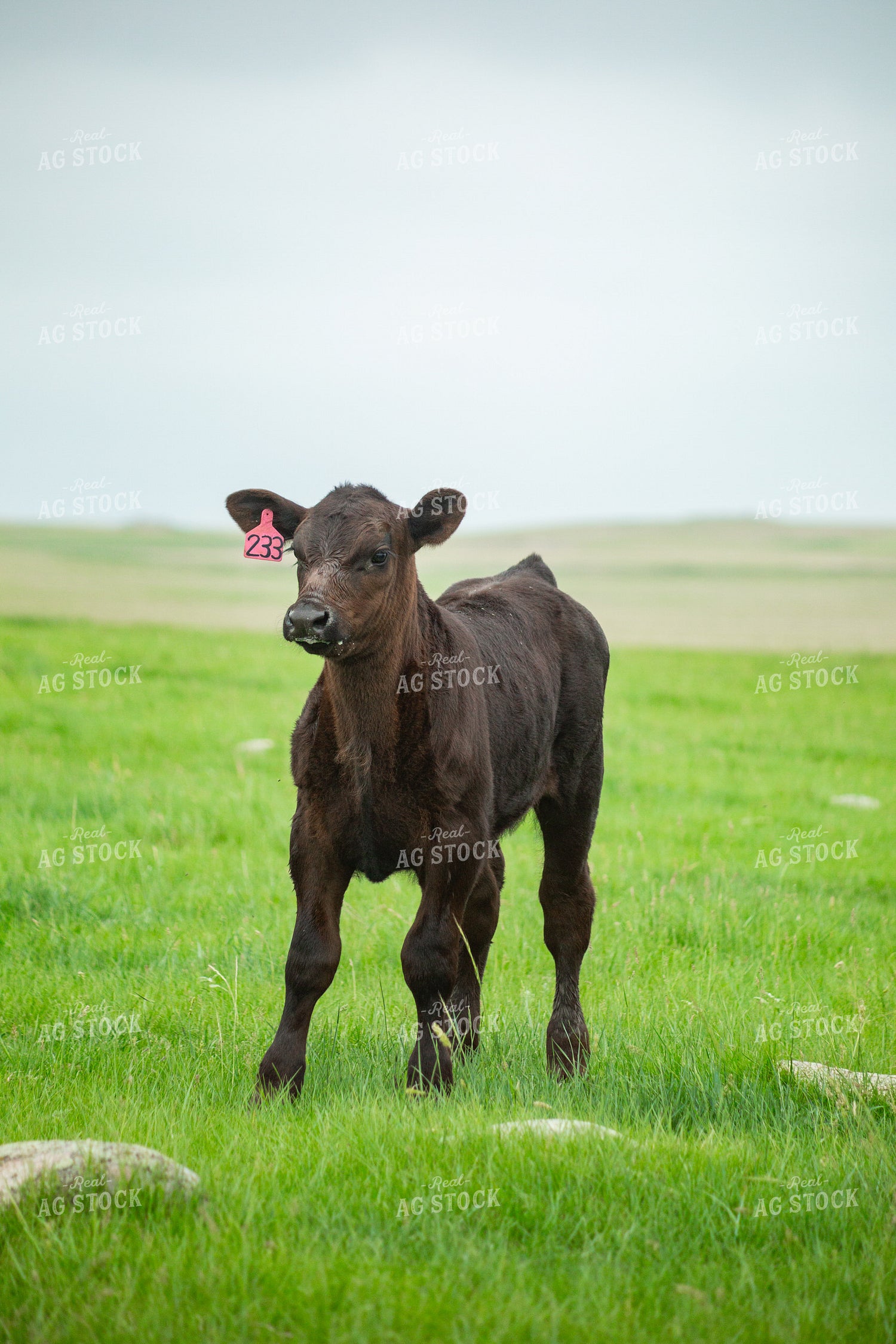 Cattle on Pasture 155633