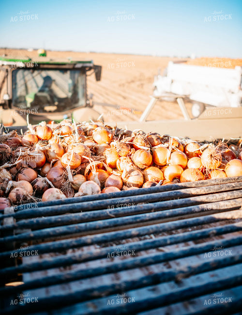 Onion Harvest 56733