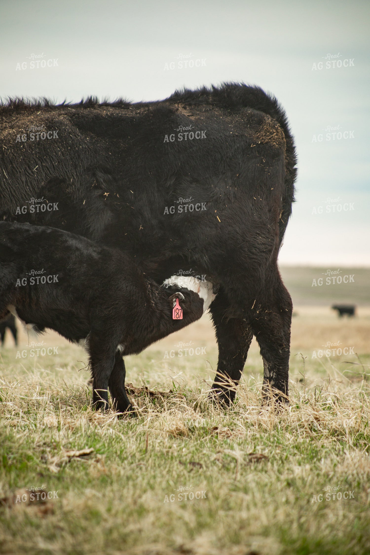 Cow Calf Pair 155697