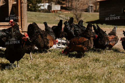 Barnyard Chickens 66006
