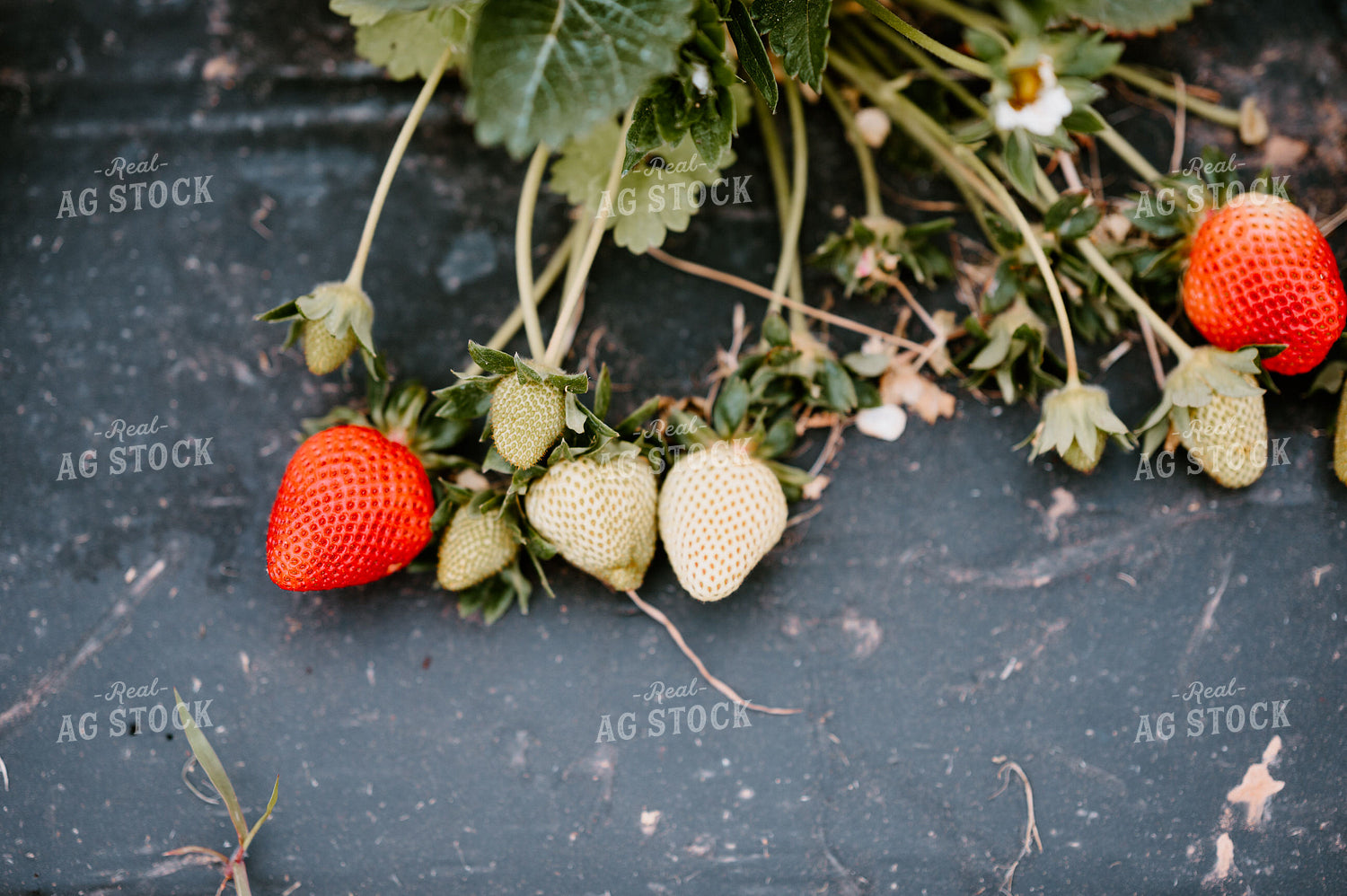 Strawberry Plant 125090