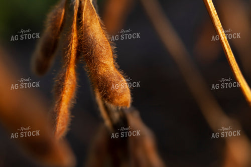 Soybeans - Dry 1579