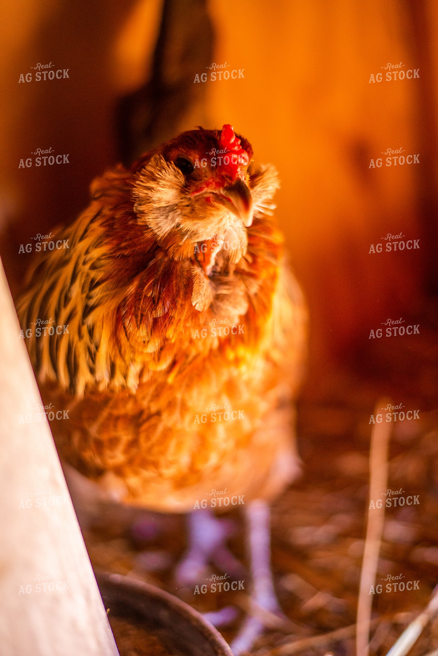 Chicken 299044