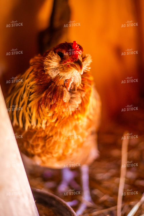 Chicken 299044