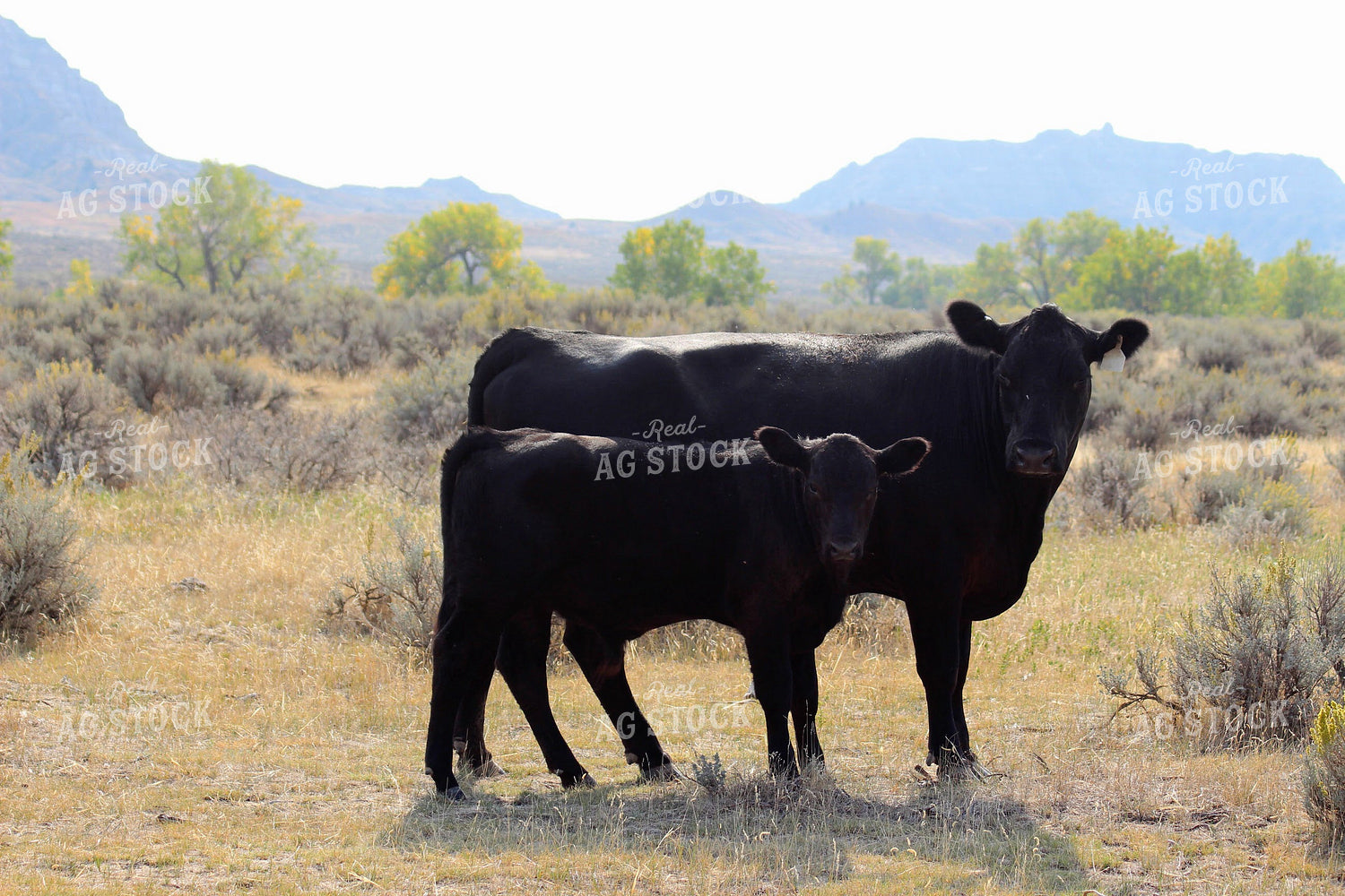Black Angus Cow and Calf 63041