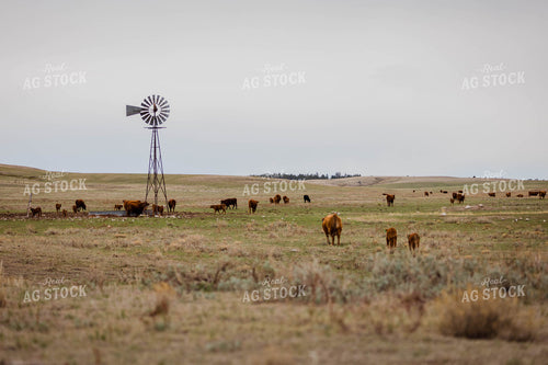 Red Angus Cattle Graze and Drink in Hilly Open Pasture 97154