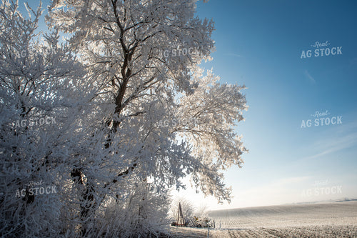 Snow Covered Rural Landscape 76296