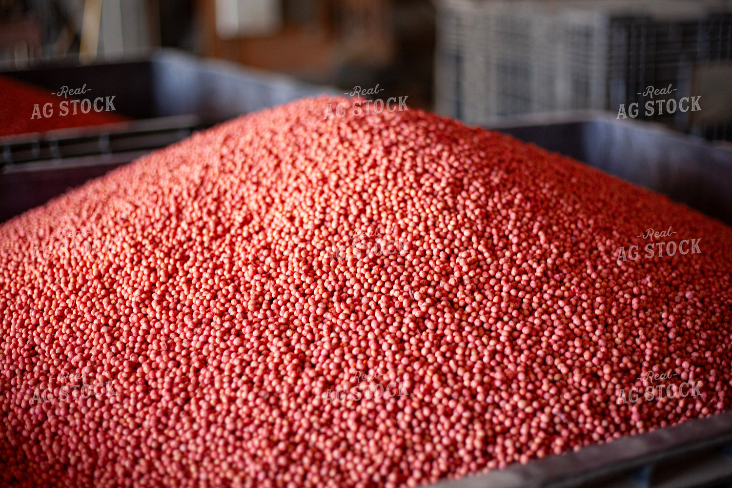 Treated Soybean Seeds 132141