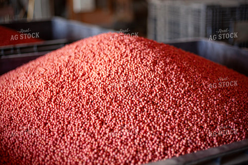 Treated Soybean Seeds 132141