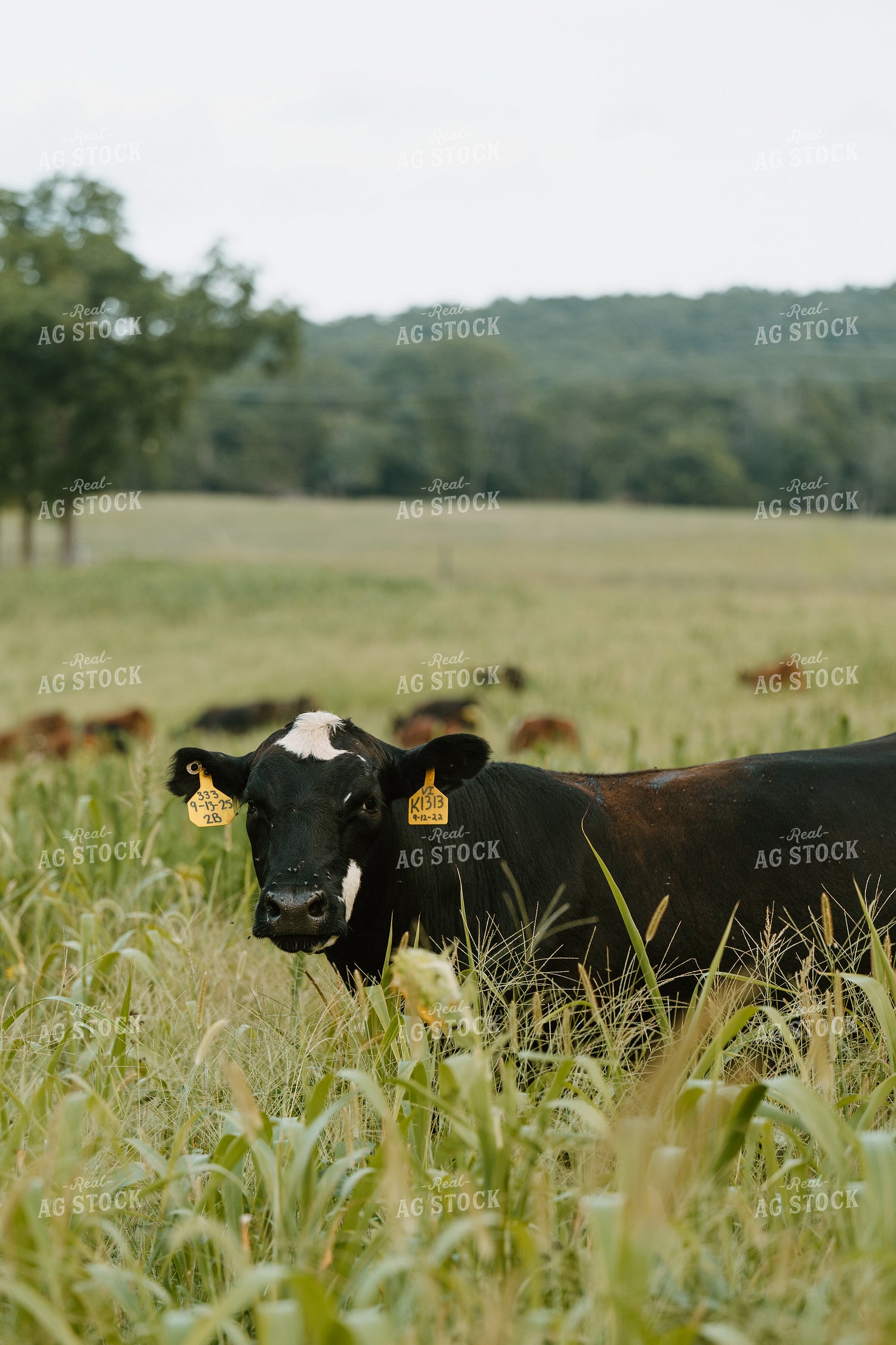 Cow on Pasture 125408