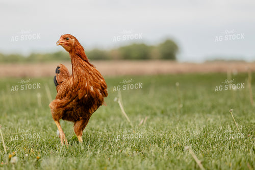 Pullet Laying Chicken 104098
