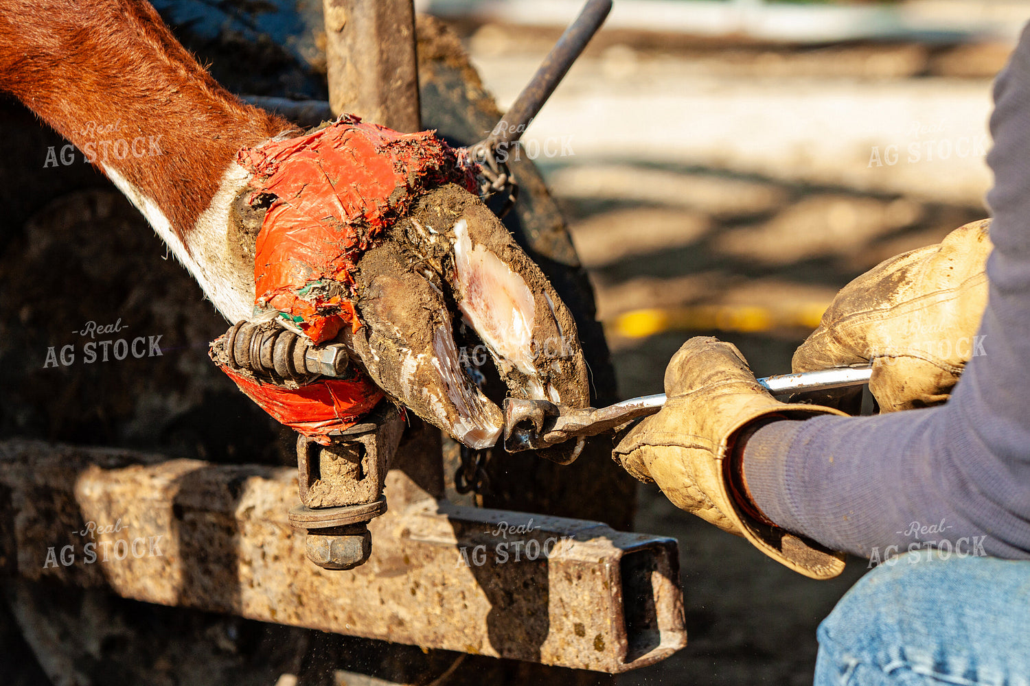 Trimming Hereford Cow Hoof 150049