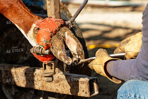 Trimming Hereford Cow Hoof 150049
