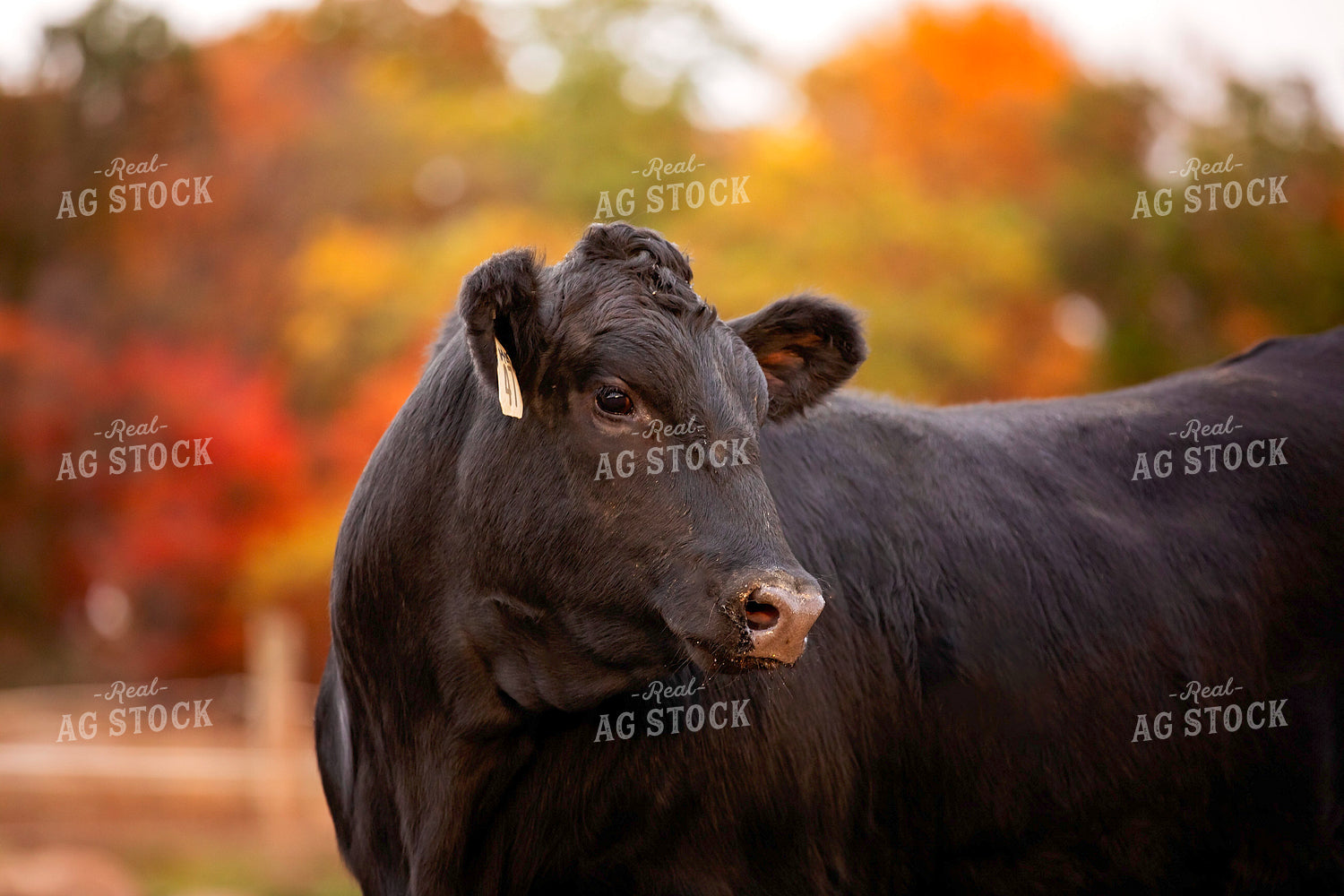 Black Angus Cattle on Pasture 55196