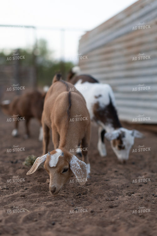 Goats 205006