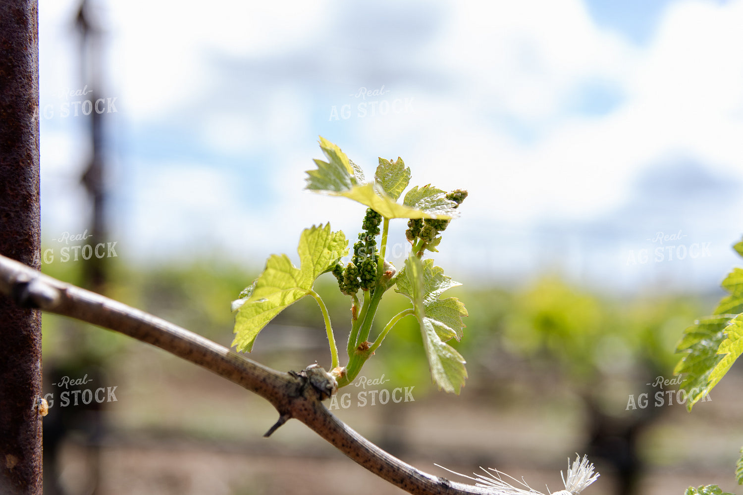 Vineyard Grape Bud Break 107040