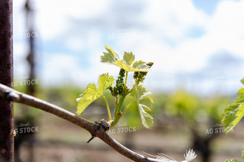 Vineyard Grape Bud Break 107040
